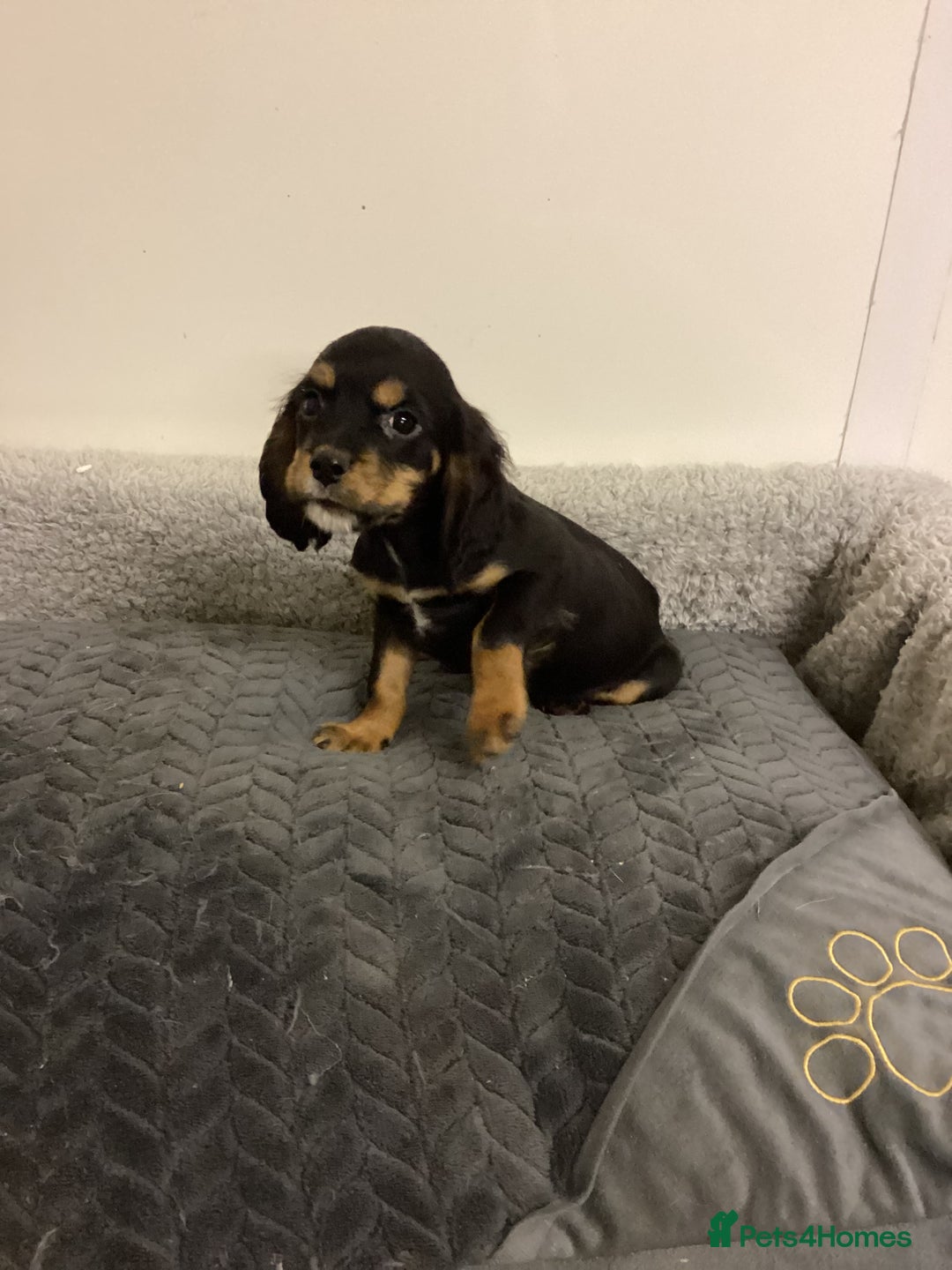 Cockalier dogs for sale: Cockalier  - Advert 9