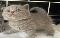 British Shorthair cats for sale: GCCF REG HEALTH TESTED KTTENS AVAILABLE 🥰 - Image 12