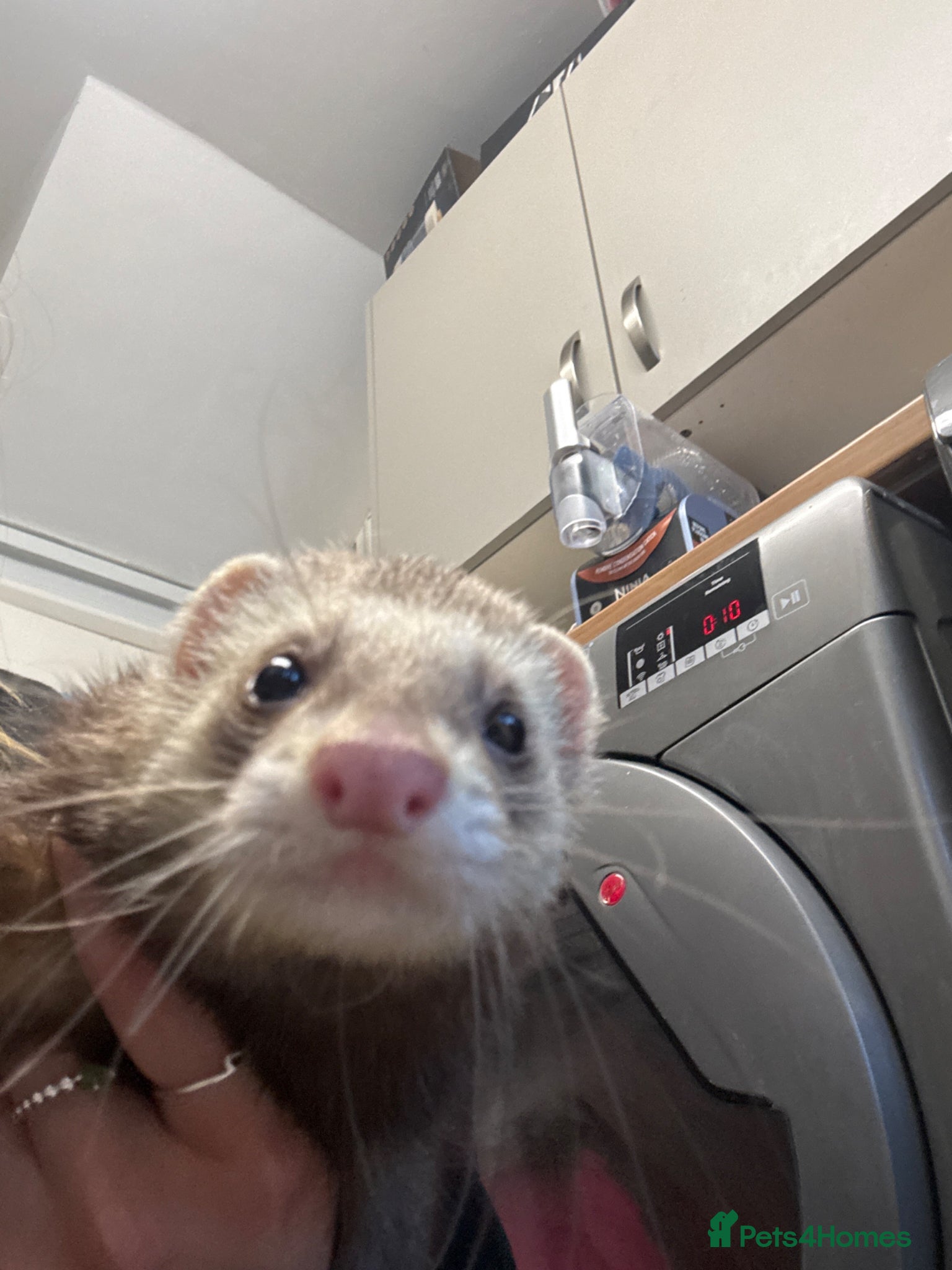 Ferret rodents for sale: Ferret for sale  - Advert 2