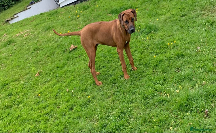 Rhodesian Ridgeback dogs - Advert 1