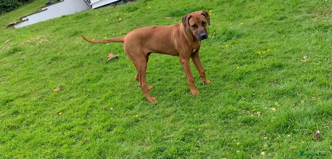Rhodesian Ridgeback dogs for sale: Rocco and Roman  - Image 1