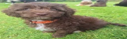 Cockapoo dogs for sale: READY for new homes F1b cockapoo puppies  - Advert 12
