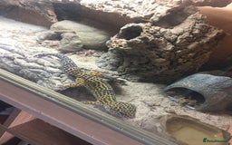 Leopard Gecko reptiles for sale: Free to good home  - Image 2