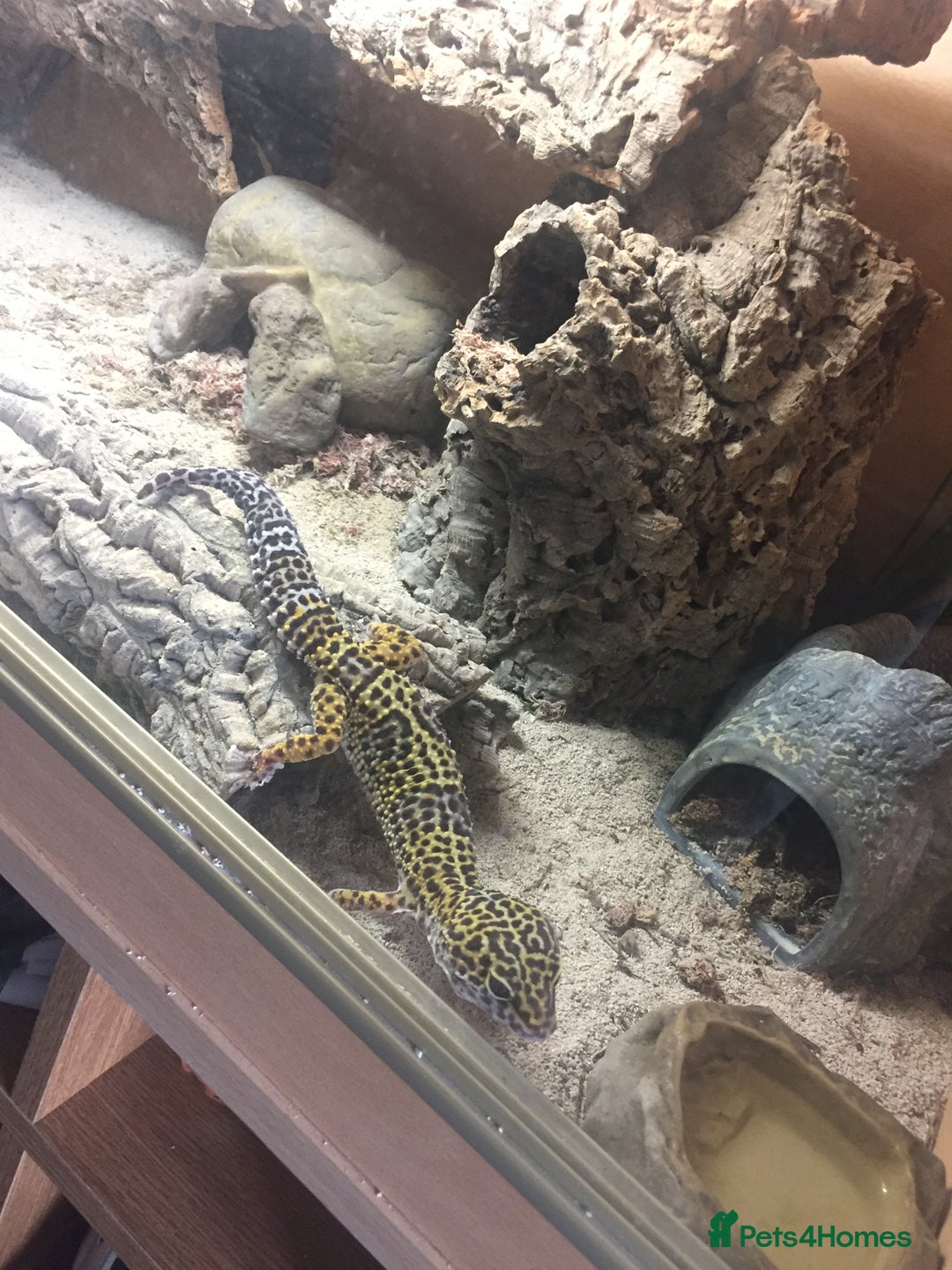 Leopard Gecko reptiles for sale: Free to good home  - Image 2