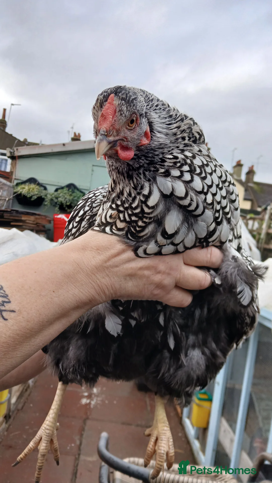 Chickens poultry for sale: 1 wyandotte punnet + 2 crested legbars - Advert 2