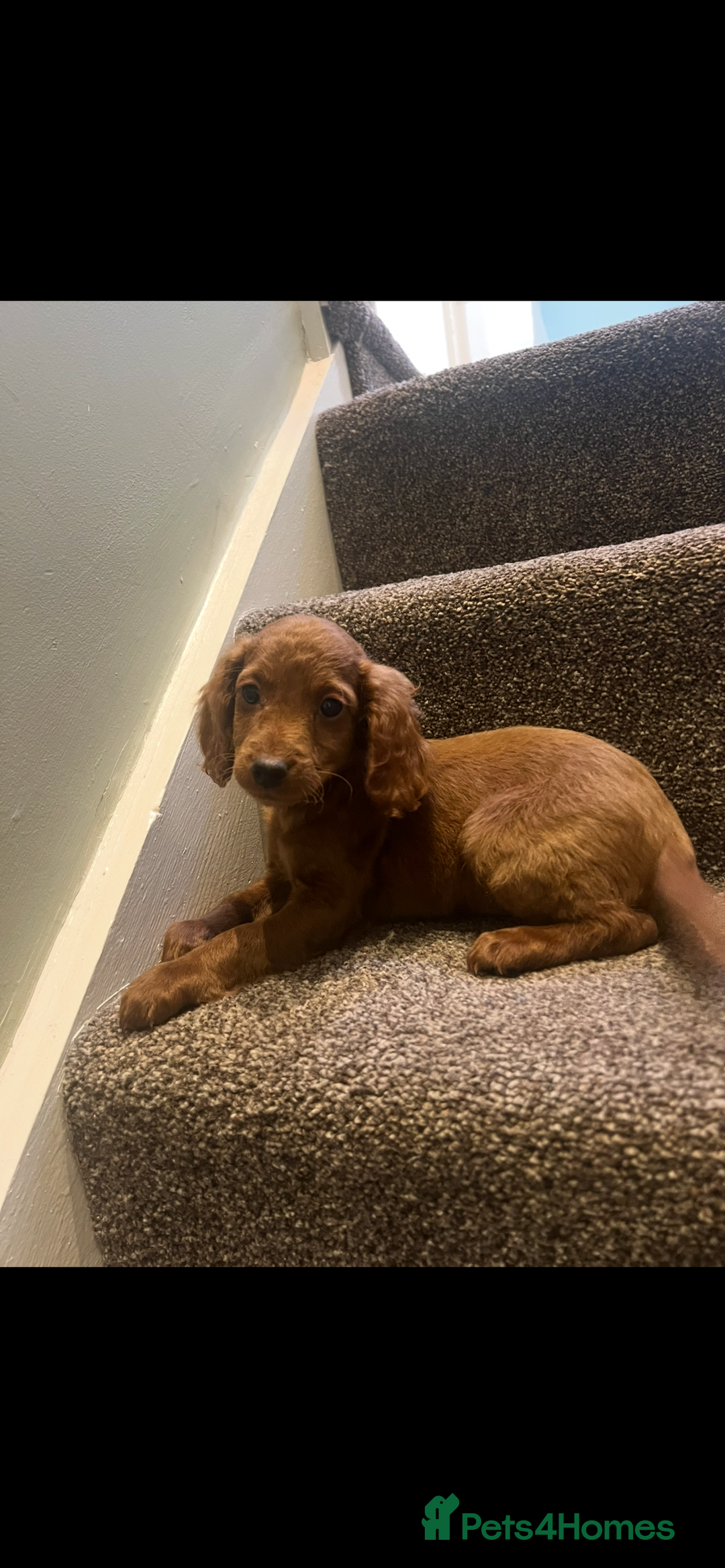 Cockapoo dogs for sale: Female F2 Cockapoos  - Image 2