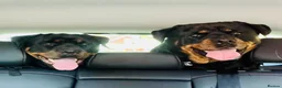 Rottweiler dogs for sale: Stunning KC Registered Rottweiler puppies  - Advert 3