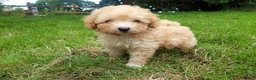 Toy Poodle dogs for stud: Biscuit, proven toy poodle available for stud in Saint Austell - Advert 7