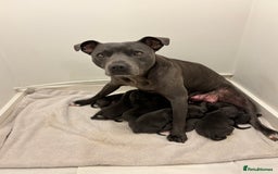 Staffordshire Bull Terrier dogs for sale: Beautiful Blue Stafford bullterriers - Image 5