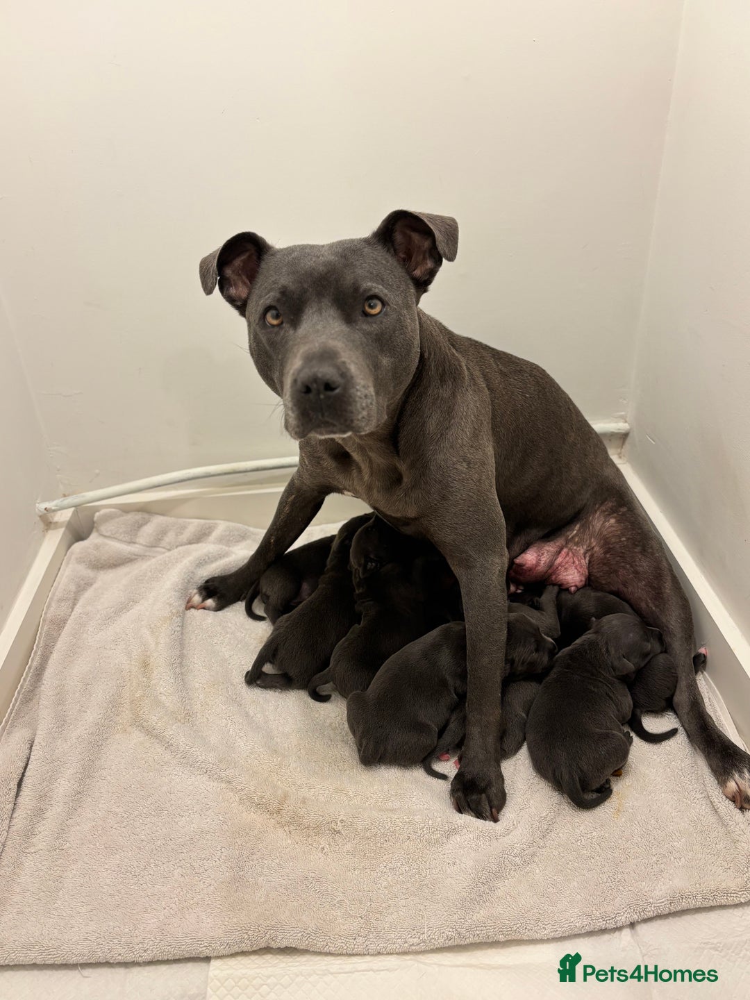 Staffordshire Bull Terrier dogs for sale: Beautiful Blue Stafford bullterriers - Image 5