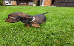 Dachshund dogs for sale: Red long-haired standard dachshund puppies - Image 23