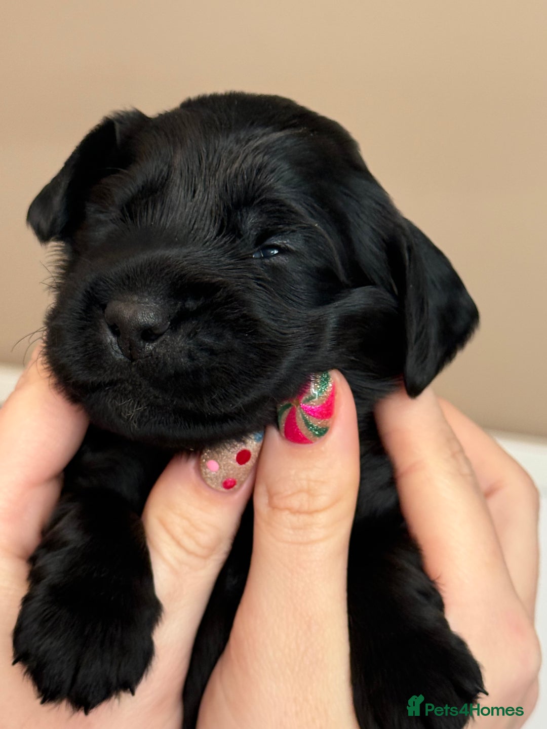Cocker Spaniel dogs for sale: Chunky Show Cocker Spaniel Puppies 🤩🥰 - Advert 20