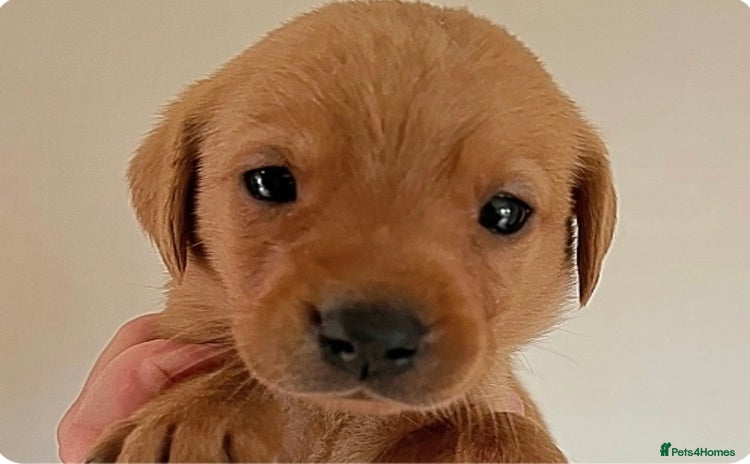 Labrador Retriever dogs - Advert 15