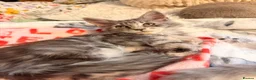 Maine Coon cats for sale: TICA registered mainecoon kittens - Advert 5