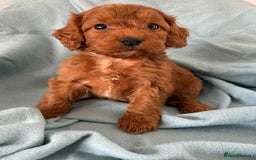 Cockapoo dogs for sale: Beautiful fox red cockapoo - Image 22
