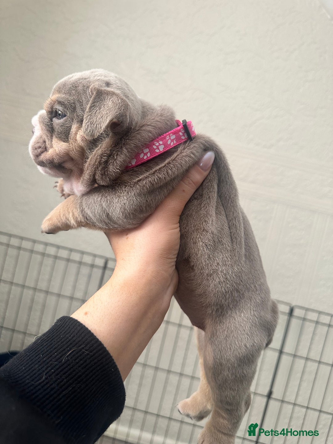 English Bulldog dogs for sale: English bulldog pups - Image 8