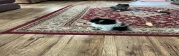 Pomeranian dogs for sale: Pomeranian in Doncaster - Advert 3