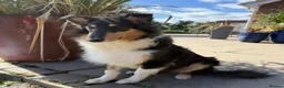 Rough Collie dogs for sale: 4.5 month Tri Colour Female Rough Collie Puppy - Advert 4
