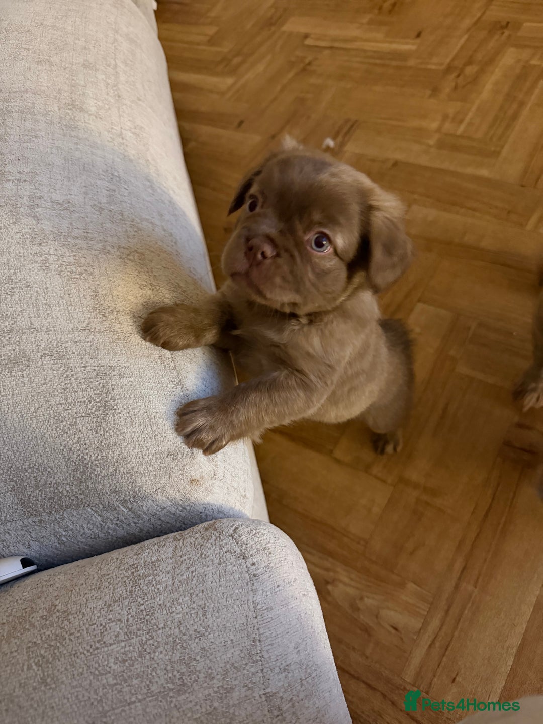 French Bulldog dogs for sale: Fluffy frenchbulldogs for sale  - Advert 7