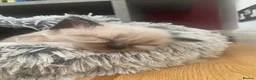 Siamese cats for sale: Beautiful siamese mixed breed kittens - Advert 40
