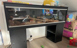 Lizard reptiles for sale: Beautiful collared lizard for sale  - Image 4
