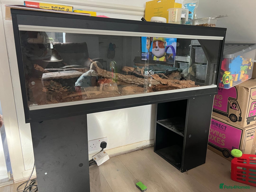Lizard reptiles for sale: Beautiful collared lizard for sale  - Image 4