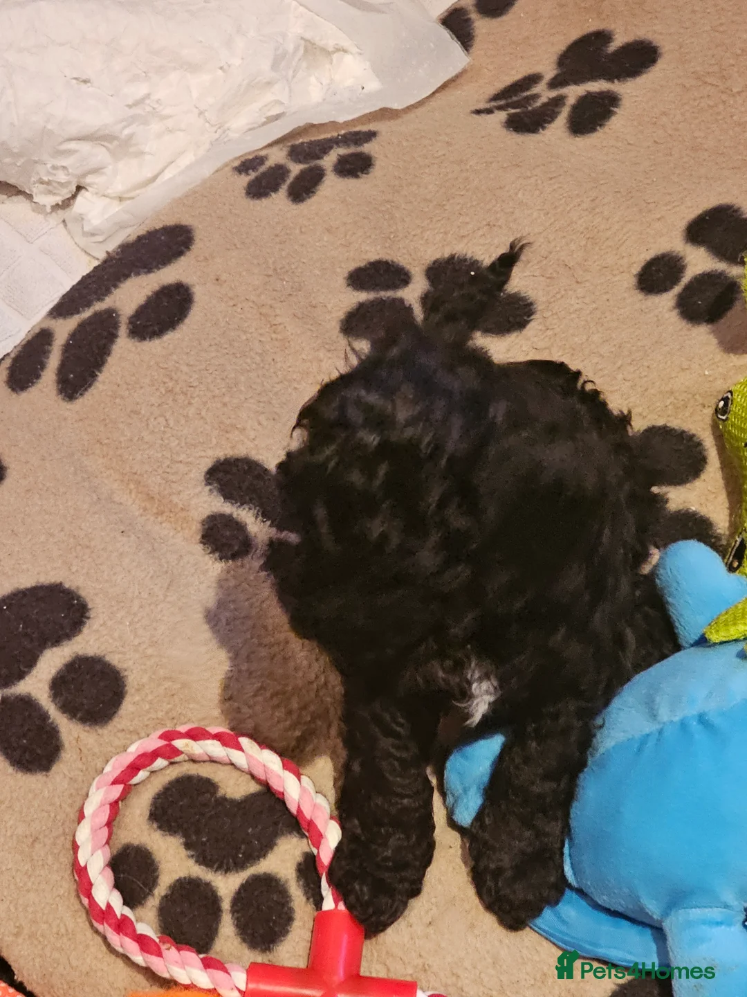 Cockapoo dogs for sale: Cockerpoo F1b Pups for sale (Ready to be rehomed) - Advert 9