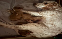 Cocker Spaniel dogs for sale: Cocker Spaniel Puppies  - Image 14