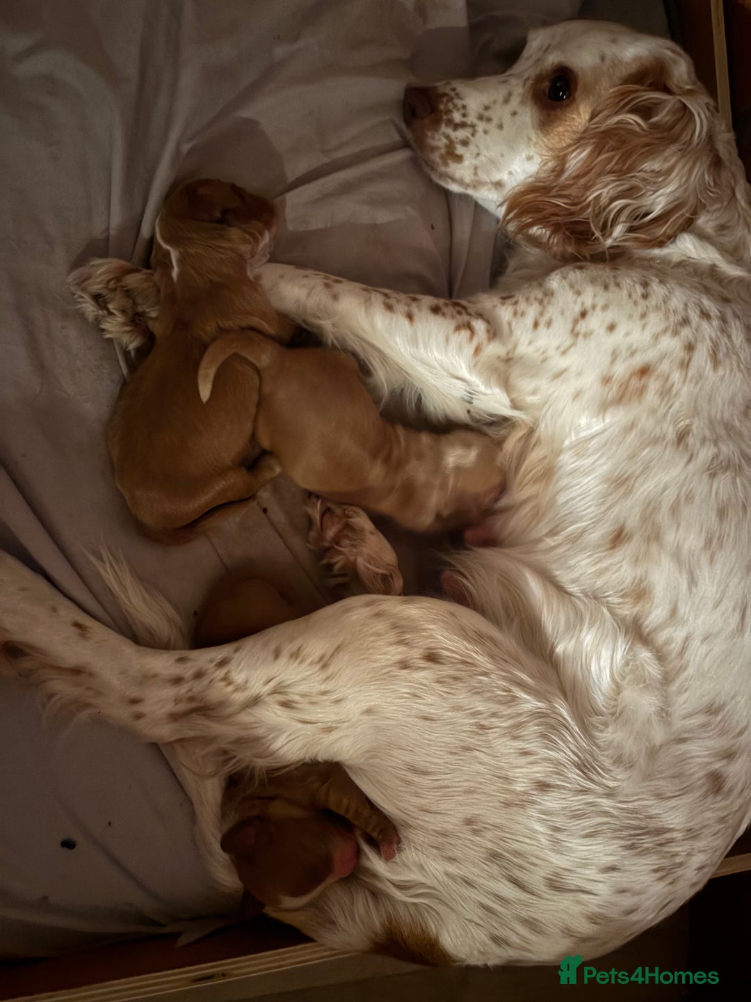 Cocker Spaniel dogs for sale: Cocker Spaniel Puppies  - Image 14