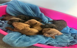 Cockapoo dogs for sale: Adorable cockapoo cross reduced last 2  - Image 18