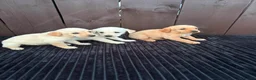 Goldador dogs for sale: Goldador puppies 9 available  - Advert 35