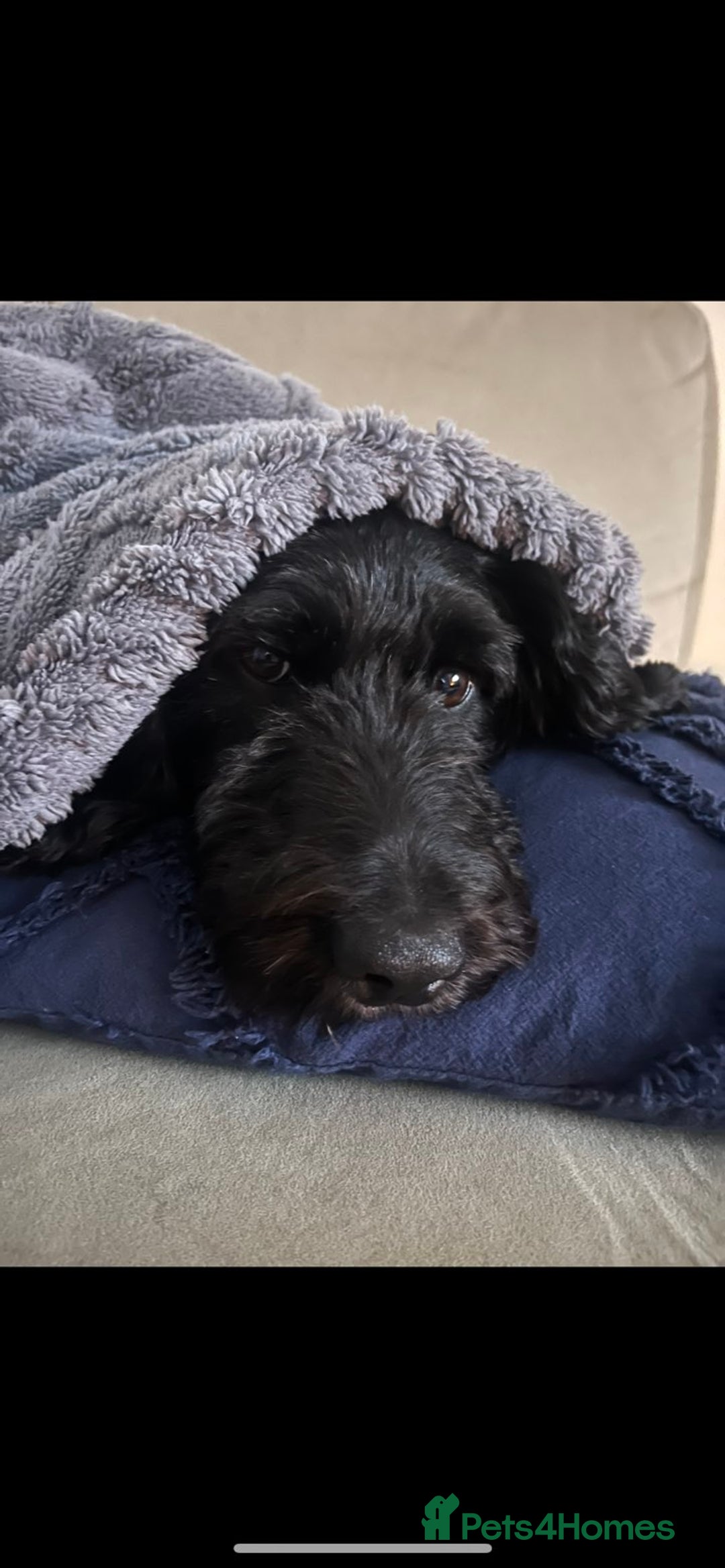 Cockapoo dogs for sale: F1 Cockapoo Puppies – 6 Newborn Pups - Advert 4