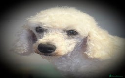 Miniature Poodle dogs for stud: Exceptional Miniature Poodle Stud Dog Services - Image 2
