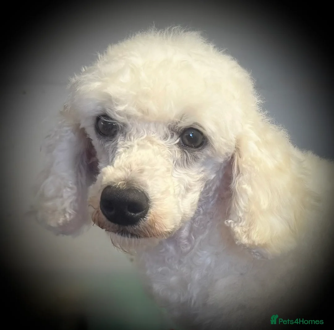 Miniature Poodle dogs for stud: Exceptional Miniature Poodle Stud Dog Services - Advert 2