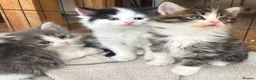 Persian cats for sale: Beautiful Persian Kittens Ready for Forever Homes - Advert 9