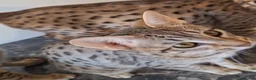 Savannah cats for sale: TICA SBTF7 Silver girl Europa very freindly speyed - Advert 10