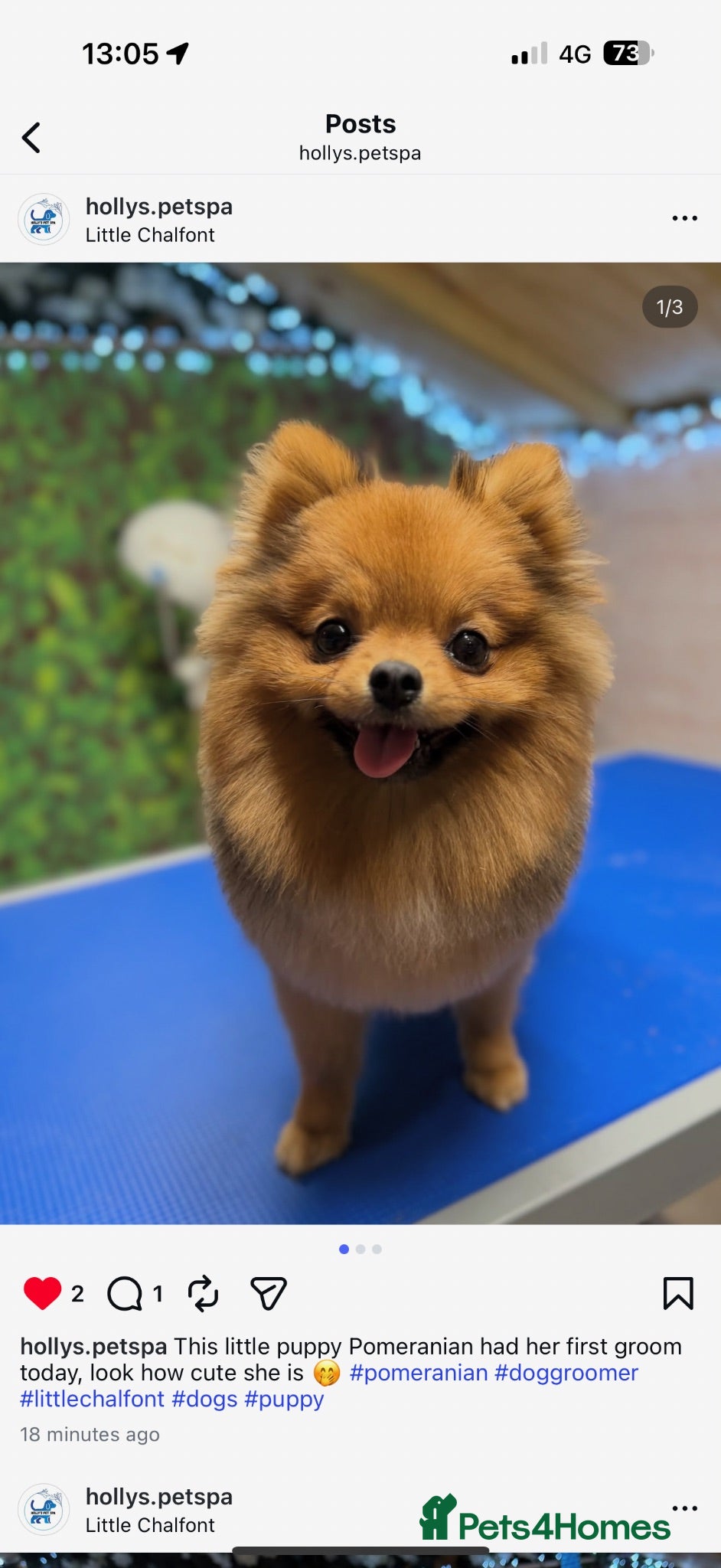 Pomeranian dogs Beautiful Pomerian girl 7 months old - Advert 6