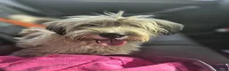 Mixed Breed dogs for adoption: TEDDY-14 months, super friendly, loves kids&dogs - Advert 6