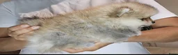 Pomeranian dogs for sale: Show class potential Pomeranians  - Advert 14