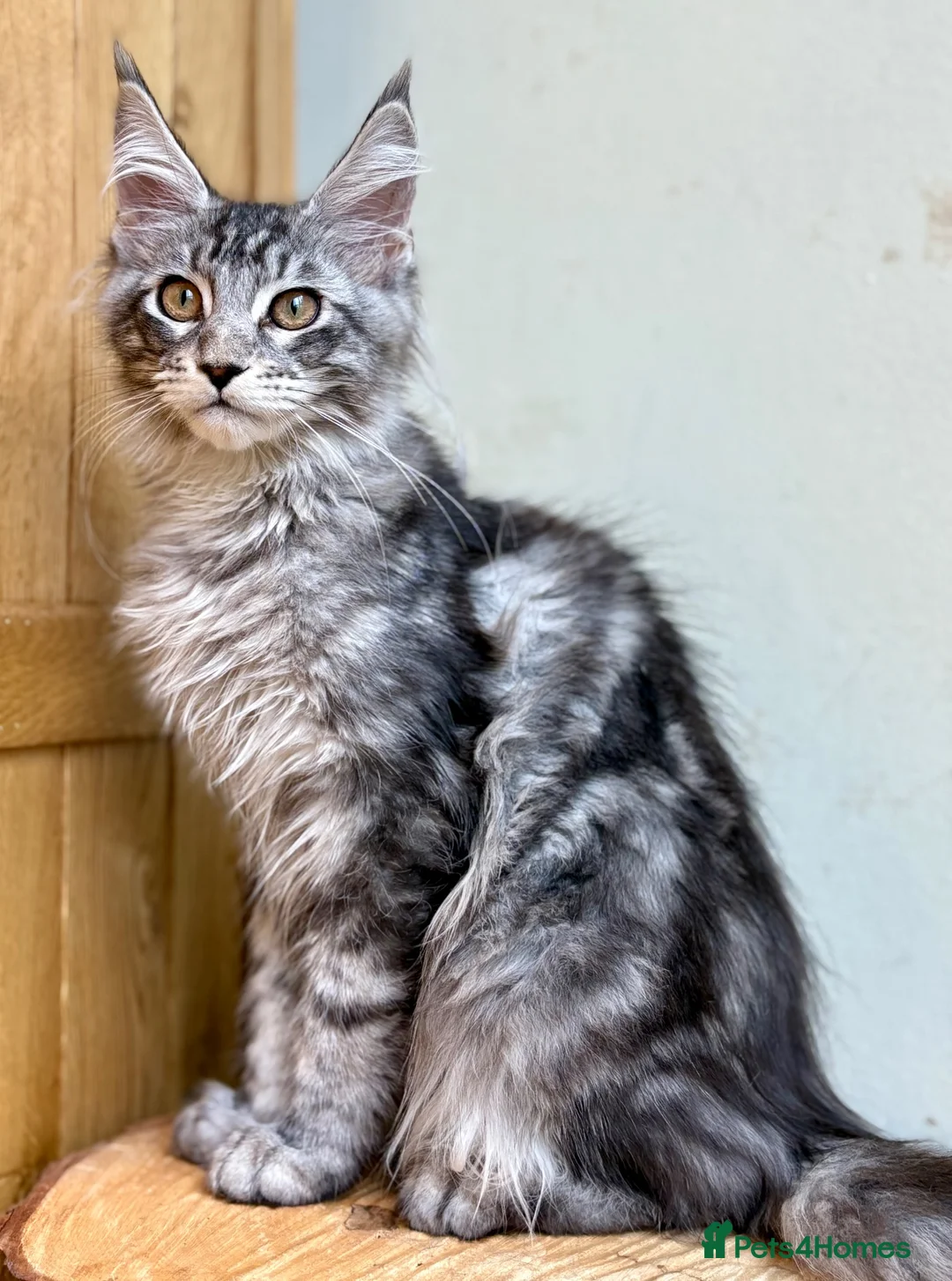Maine Coon cats for sale: Beautiful Maine Coon kittens - Advert 20