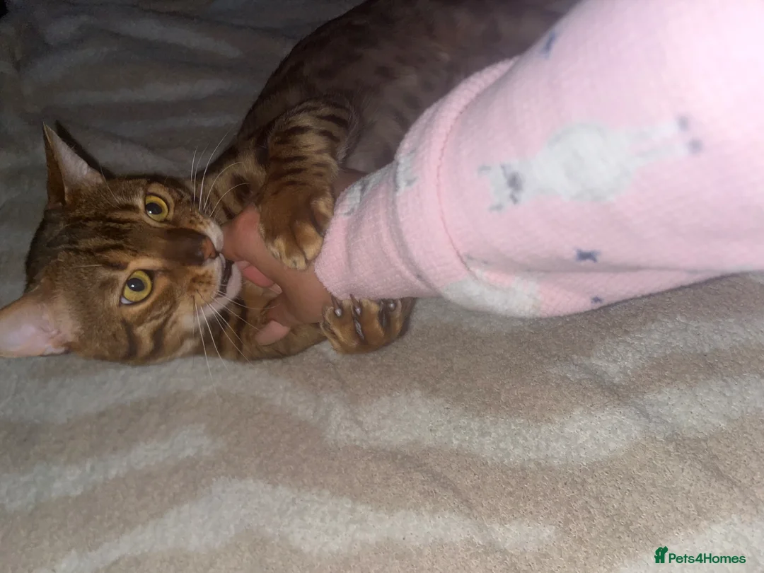 Bengal cats for sale: Bengal male - Advert 8