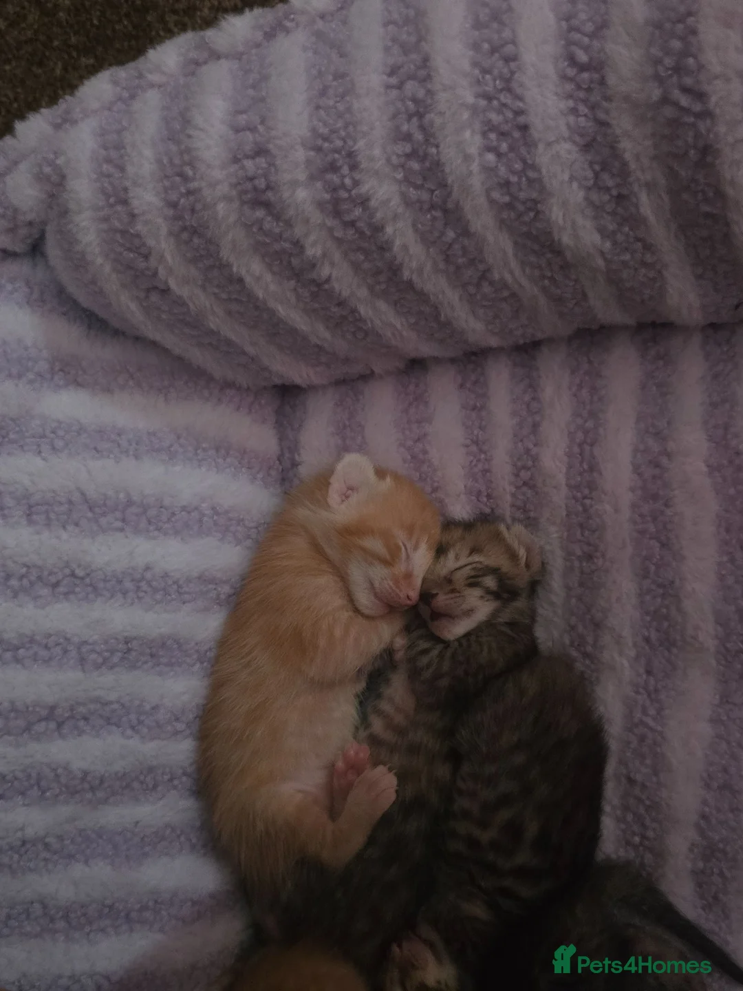 Oriental cats for sale: Oriental x Bengal kittens (Serengeti) in Chelmsford - Advert 2
