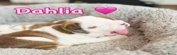 English Bulldog dogs for sale: 9 weeks old english bulldog girl puppy - Advert 8