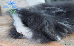 Mini Lion Lop rabbits for sale: Mini lion lops ready now 🥰 - Image 7