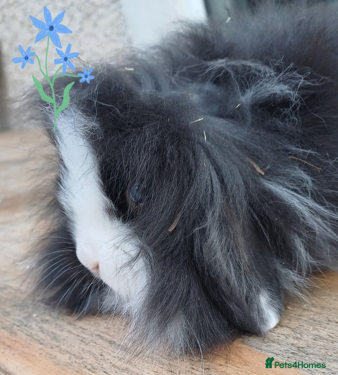 Mini Lion Lop rabbits for sale: Mini lion lops ready now 🥰 - Image 7