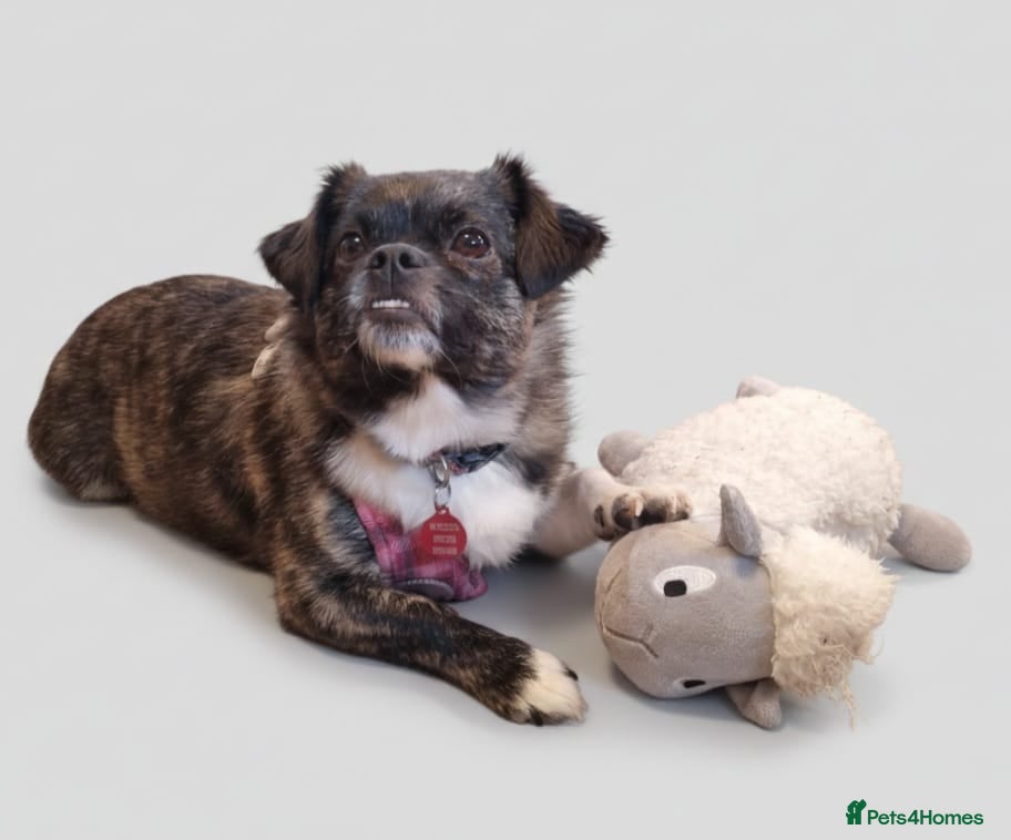 Mixed Breed dogs 💔JUDY – A LITTLE ANGEL NEEDS LIFE-LONG CARE - Advert 5