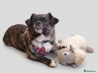 Mixed Breed dogs 💔JUDY – A LITTLE ANGEL NEEDS LIFE-LONG CARE - Advert 5