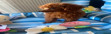 Toy Poodle 1
