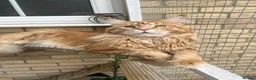 Maine Coon cats for sale: 2 beautiful Maine coon kittens - Advert 4