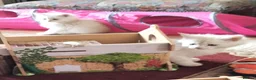 Maine Coon cats for sale: Adoreable Main Coon Kittens GCCF Reg - Advert 3